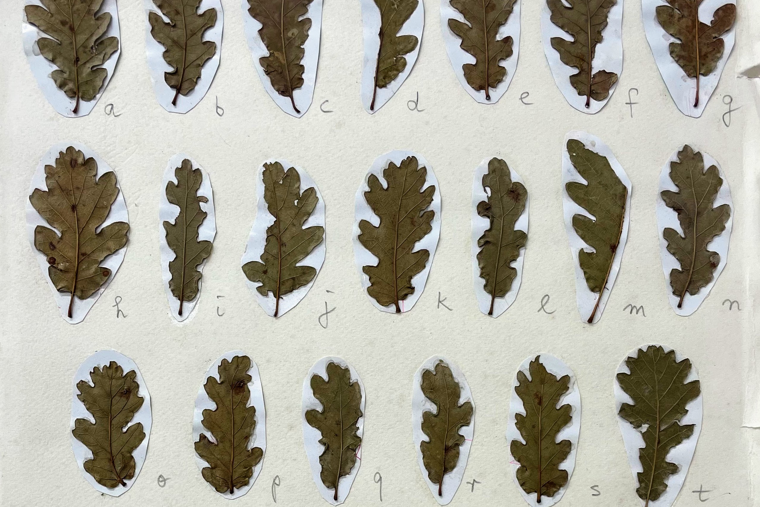 Foreign Languages: Homages to the Misunderstood 